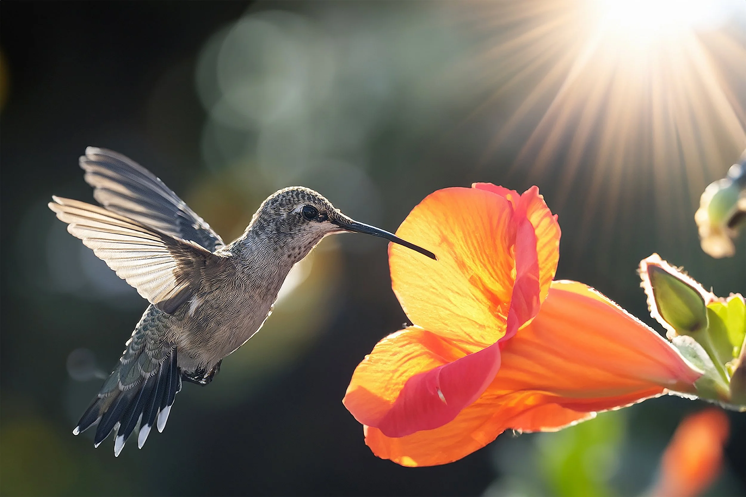 Sip of Sunrise 72.jpg