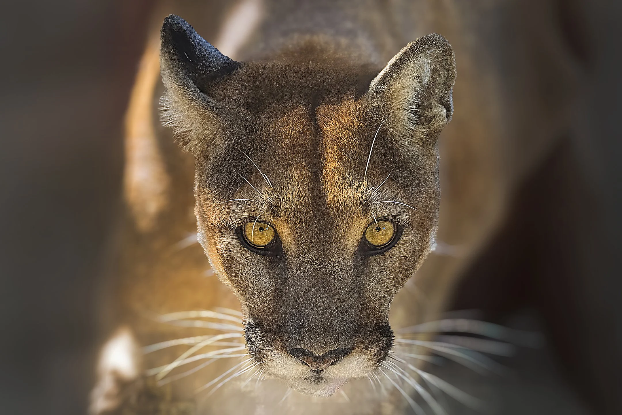 Golden-Eyed Intensity 300.jpg