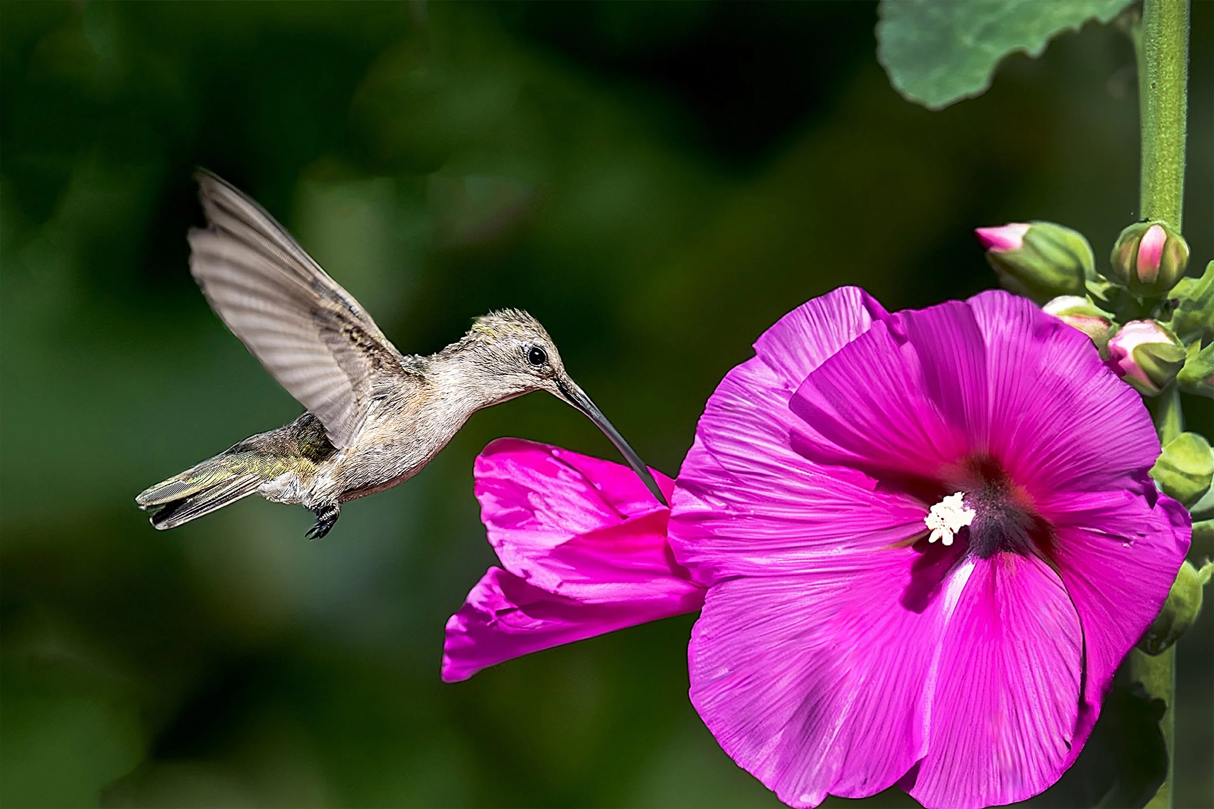 One Breath, One Blossom 72.jpg