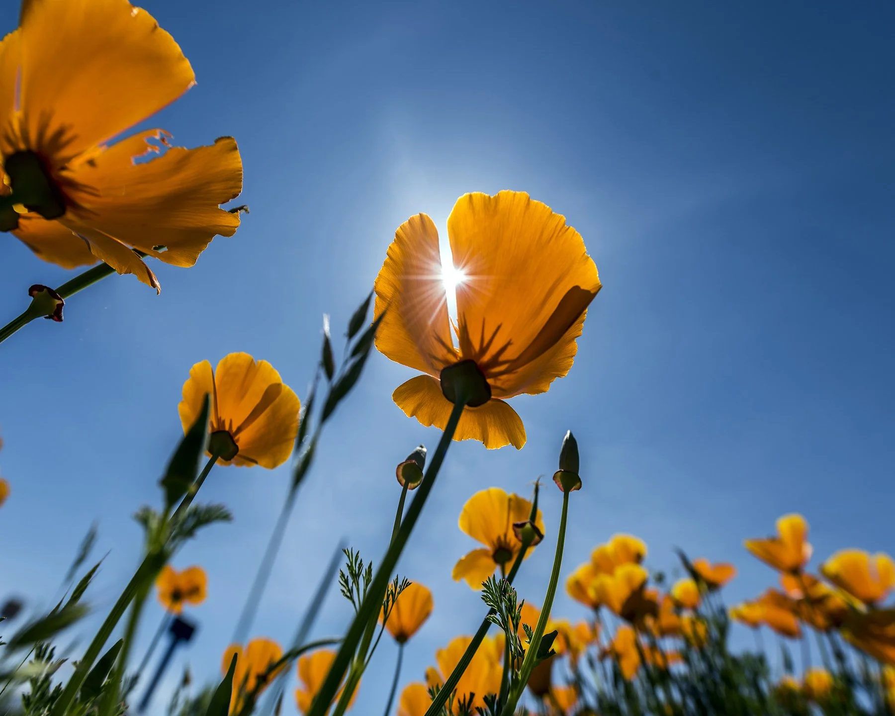 California Poppies 1.jpg