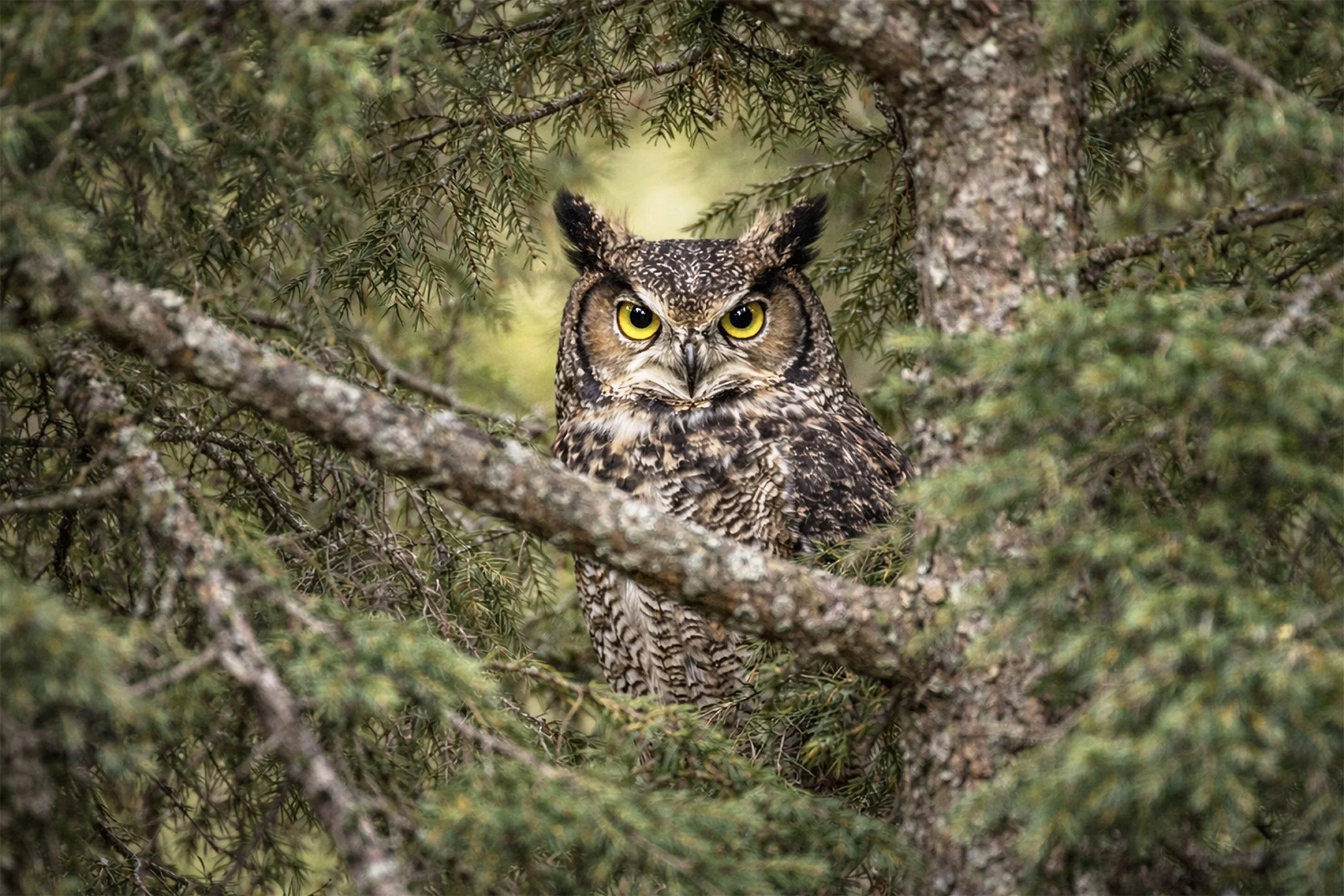 The Golden Eyes That Guard the Woods 72.jpg