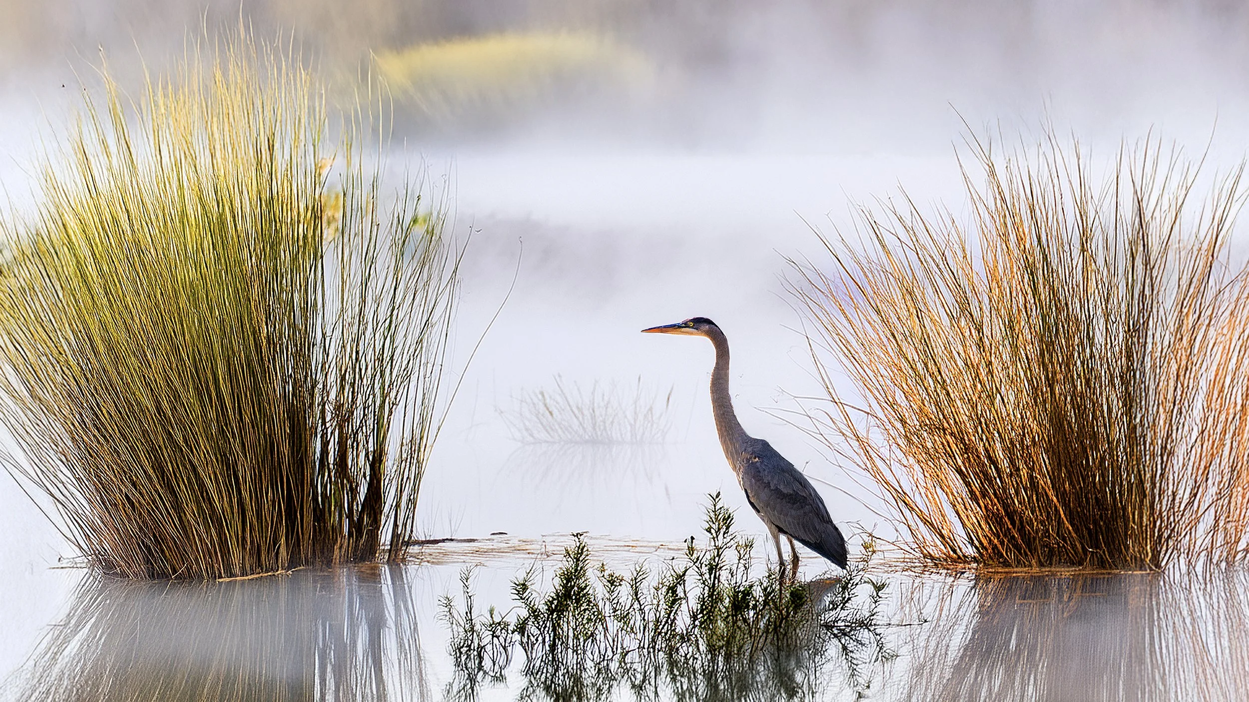 Where the Morning Mist Holds Its Breath 72.jpg