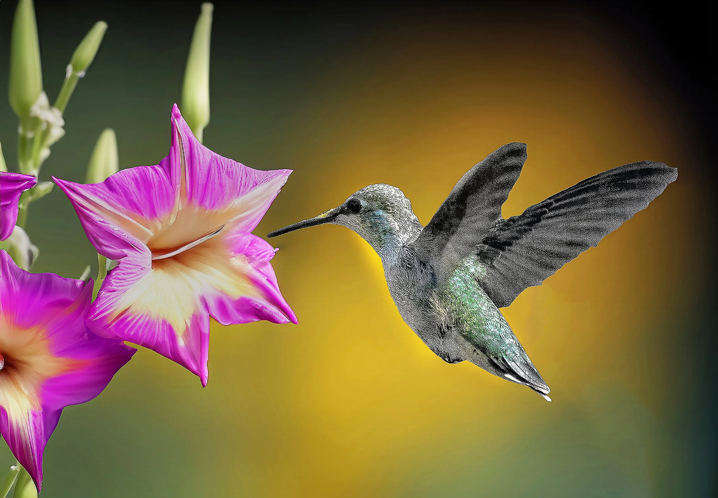 A lovely hummingbird dances around a flower, its iridescent wings a blur of color and grace.300.jpg