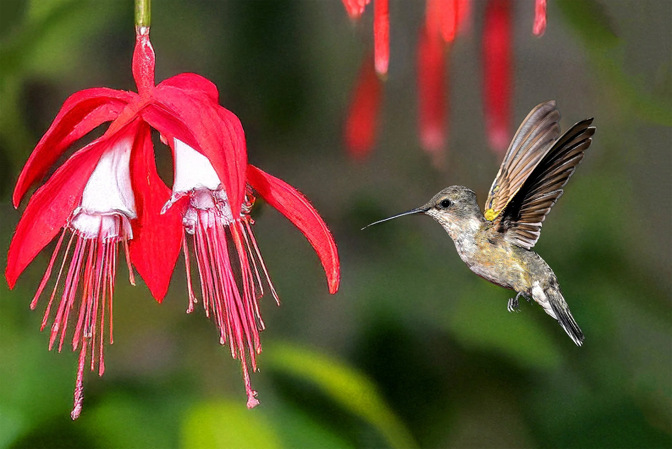 A Moment Between Wingbeats 300.jpg