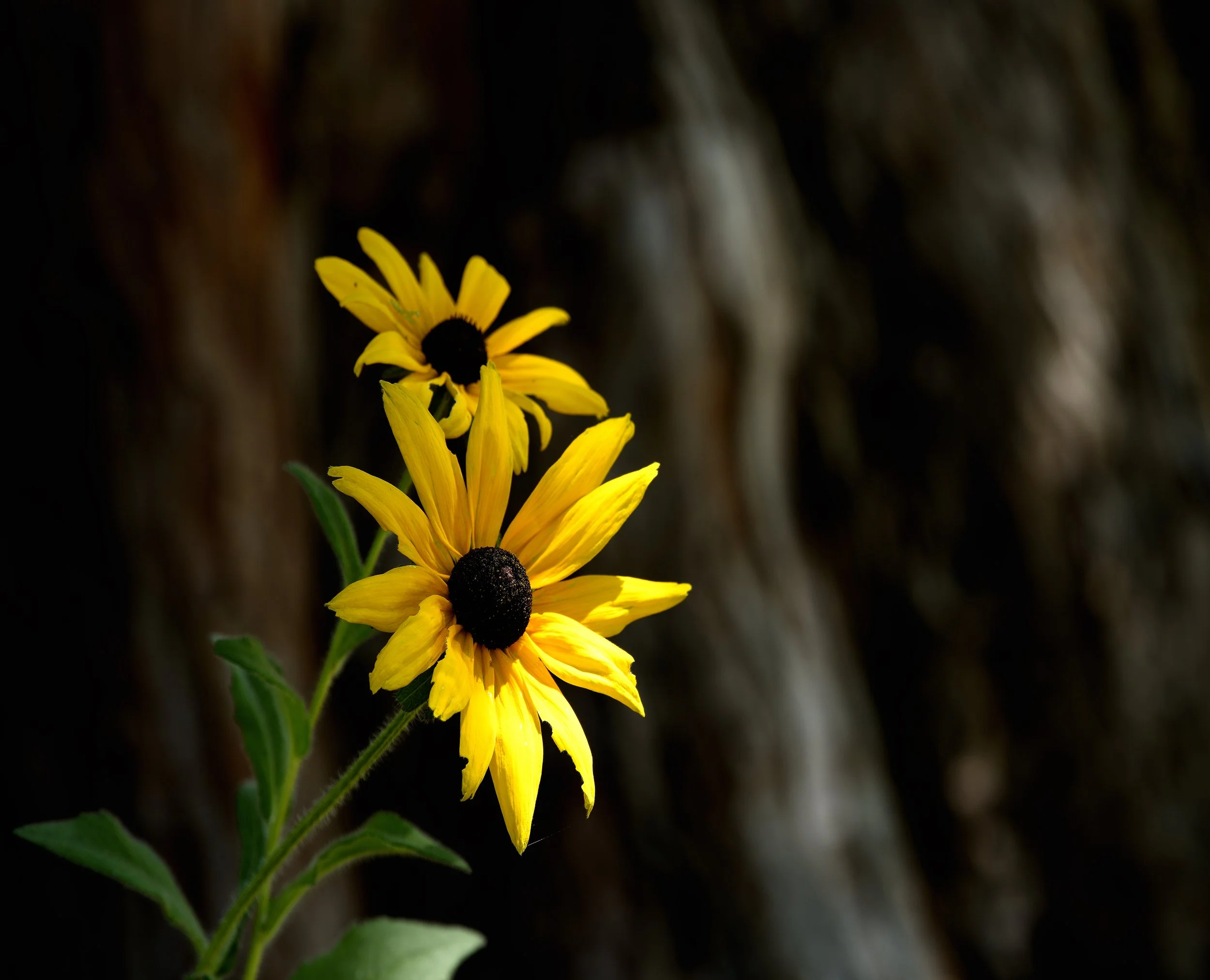 Redwood National Park 3 (1).jpg
