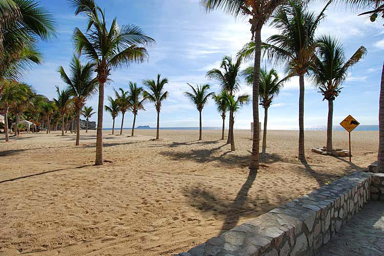 Palm trees on a sandy beach with a clear blue sky and ocean in the background.