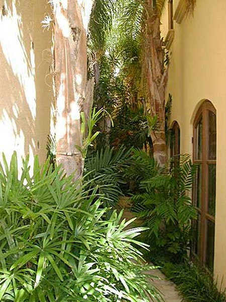 Narrow pathway with tropical plants and palm trees beside a building with arched windows.