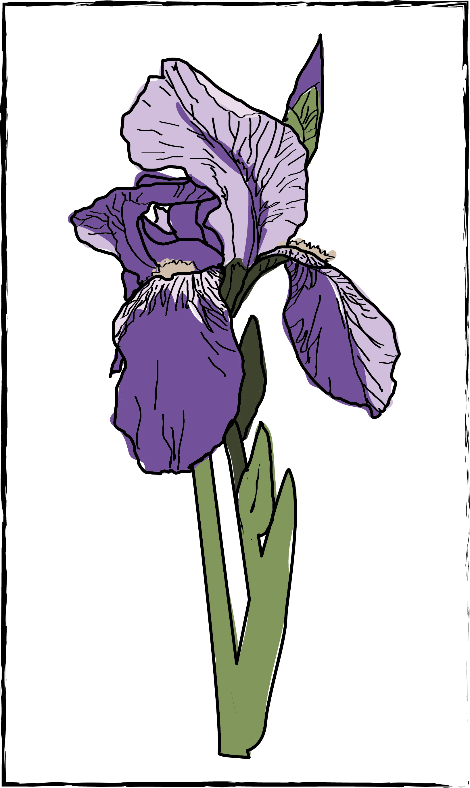 An illustration of a purple iris flower with green leaves against a black background.