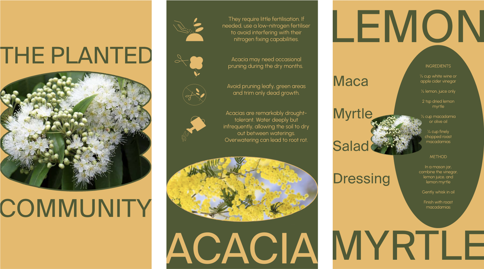 Infographic featuring plant images and text about lemon myrtle and acacia. Left shows lemon myrtle flowers under "The Planted Community." Center includes care tips for acacia with icons. Right displays a lemon myrtle salad dressing recipe with ingred