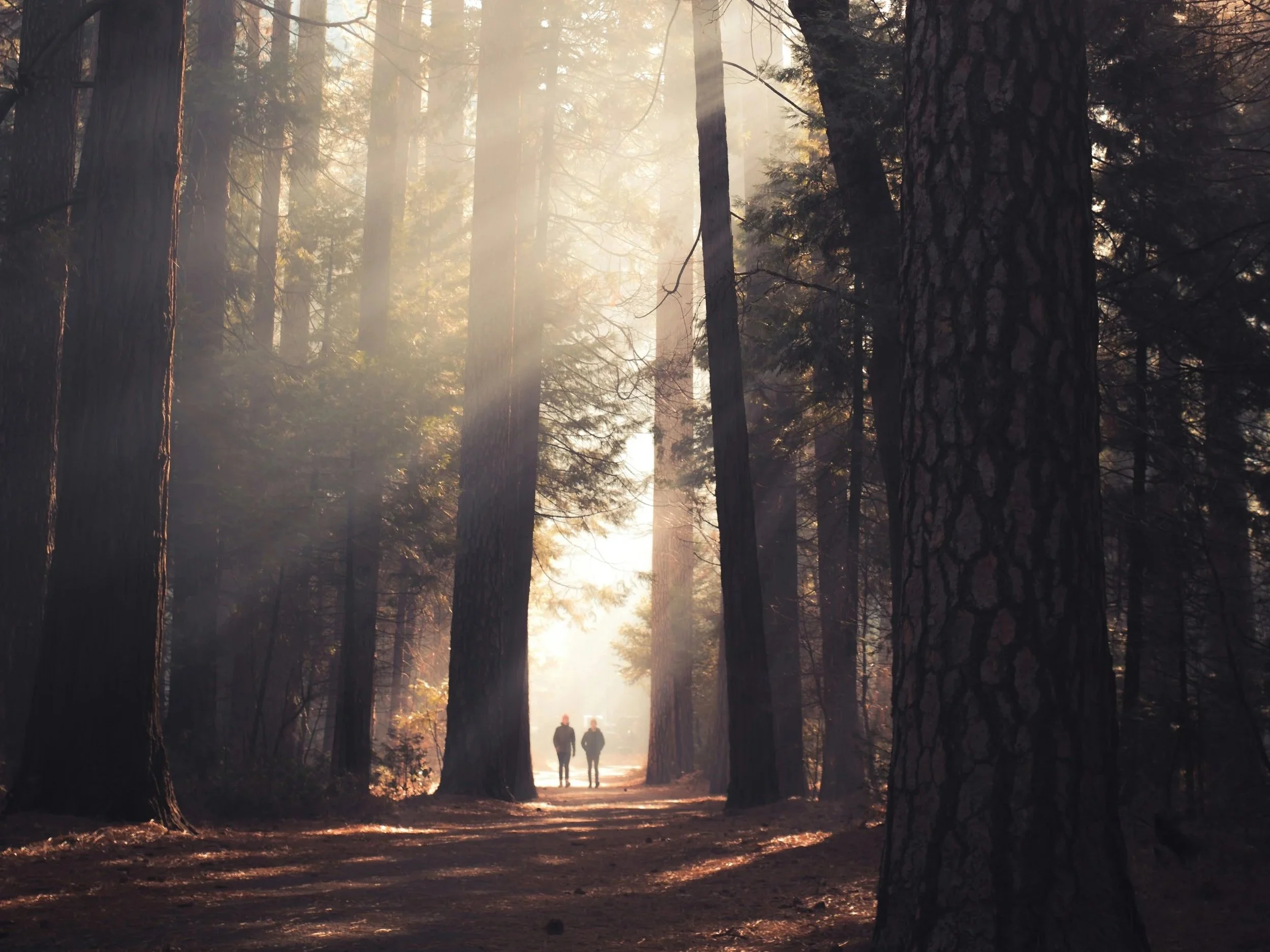 Forest Bathing with Sally Jaoyden's Woods Kent 