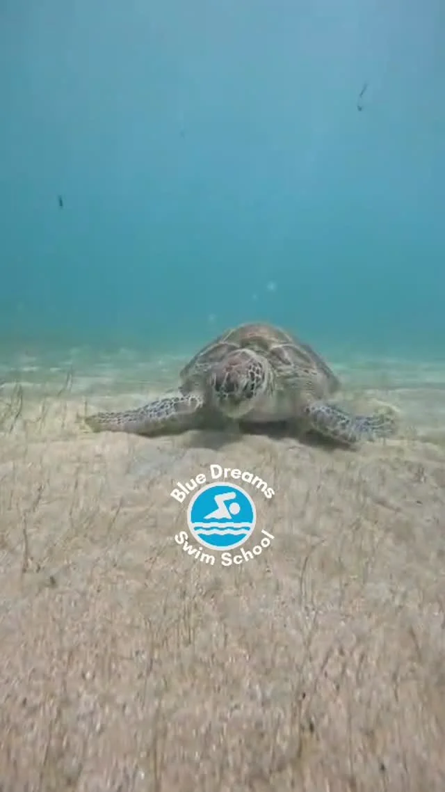 Everybody meet our new friend Barbara the turtle 🐢!
During our time in Puerto Rico we got some time in the ocean with Abi from @turtle.island.snorkel.co to get up close and personal with some ocean life.
This is what we hope all our clients get