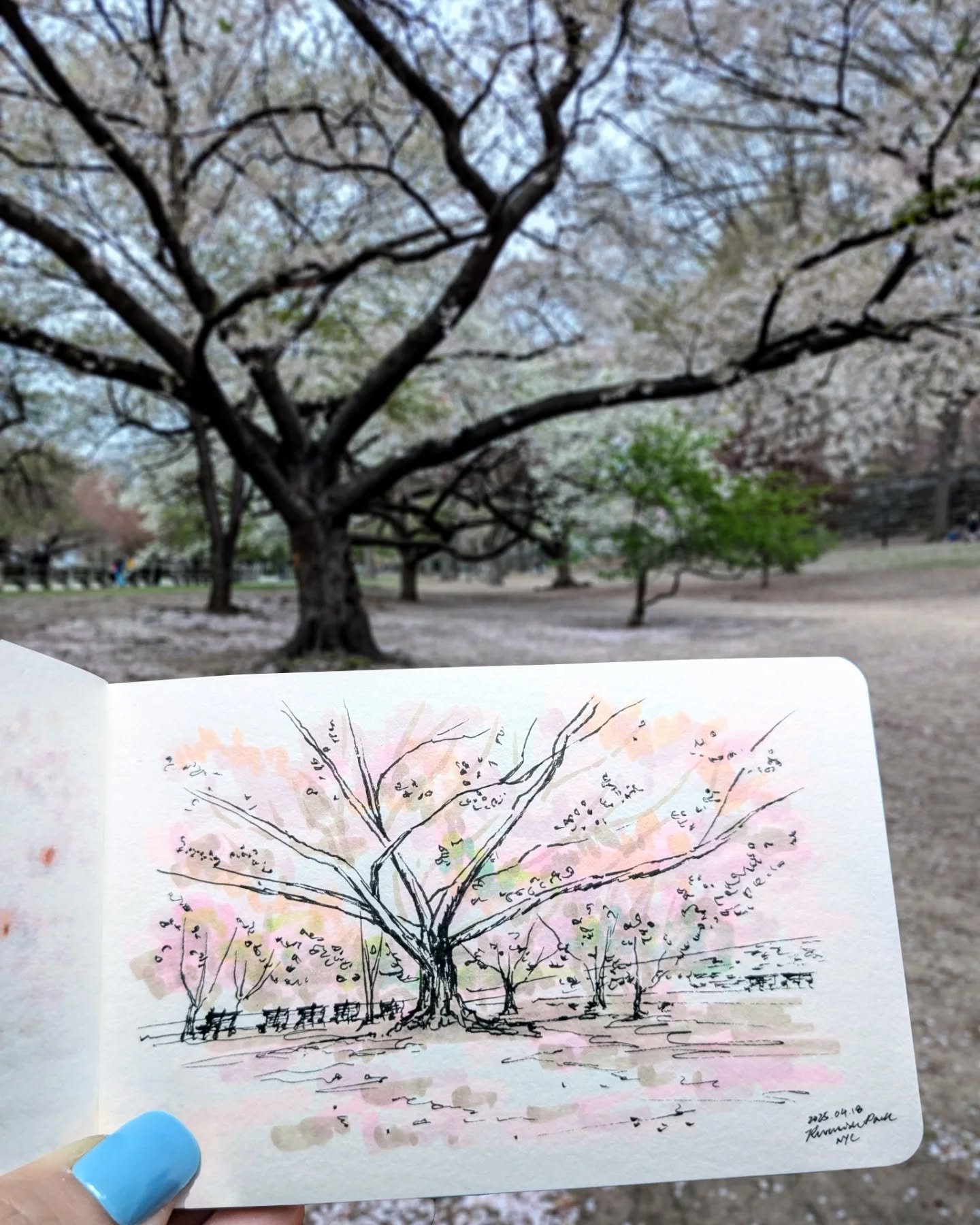 🌸 In a week or two, at most three, it'll be all green. It'll be full and leafy and alive in a different way. You'll forget, like humans always do, that the trees once held these giant soft white clouds. That for a few quiet spring days, it rained pe