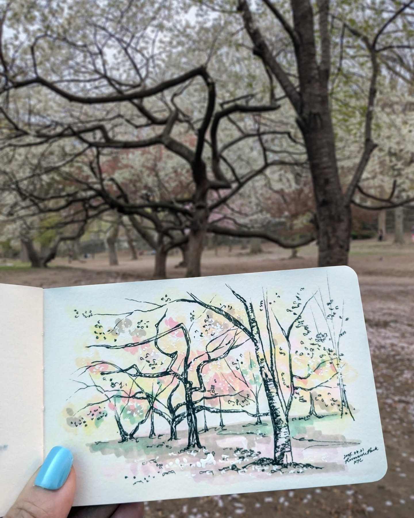 🌸 Aren't they graceful, those cherry branches? Not perfect in the polished sense, but in the way they bend and reach, shaped by light and weather and time, the result of constant adjustments. Once upon a time, they made the quiet decision to keep gr