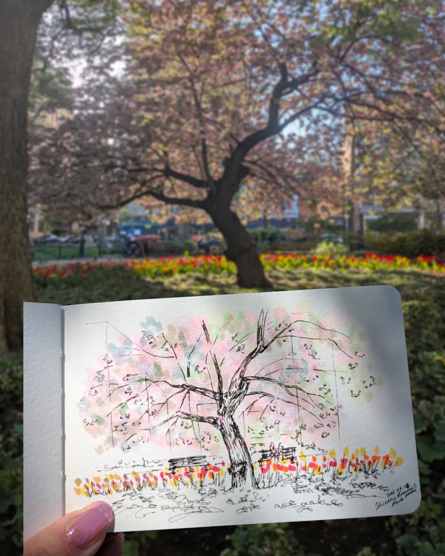 At the right time, at the right angle, the cherry blossoms turn translucent. The tulips stand tall, grounded and bright. Neither flinches from the other. Instead, they compose a quiet duet to bring together drifting and rooting, lightness and steadin