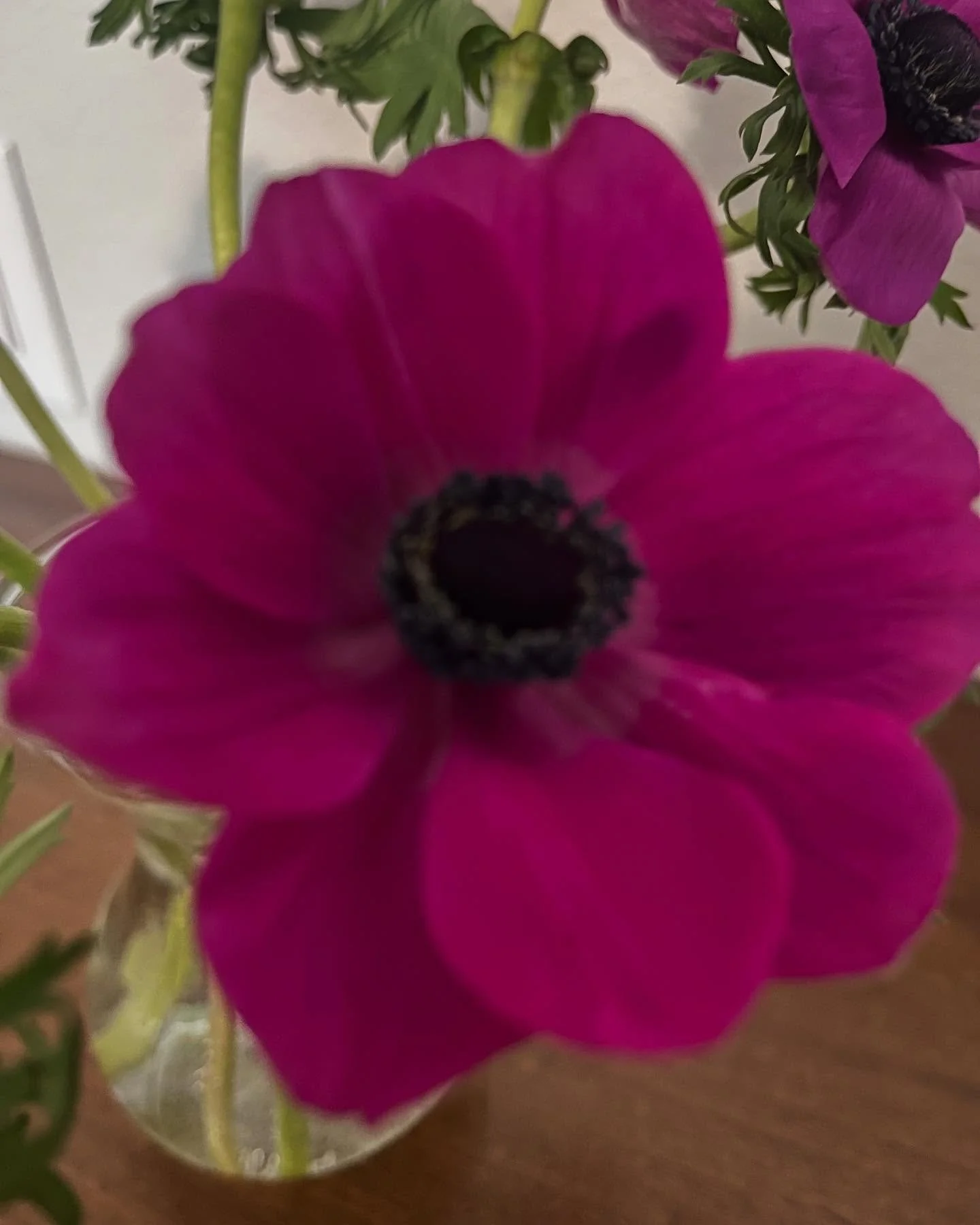 A new one for me &amp; now a favorite. These are called Anemones which automatically makes me think of &ldquo;Finding Nemo&rdquo; which is another favorite. Happy Monday! 

#beautifulflowers #wimberleytexas #homeorganizing