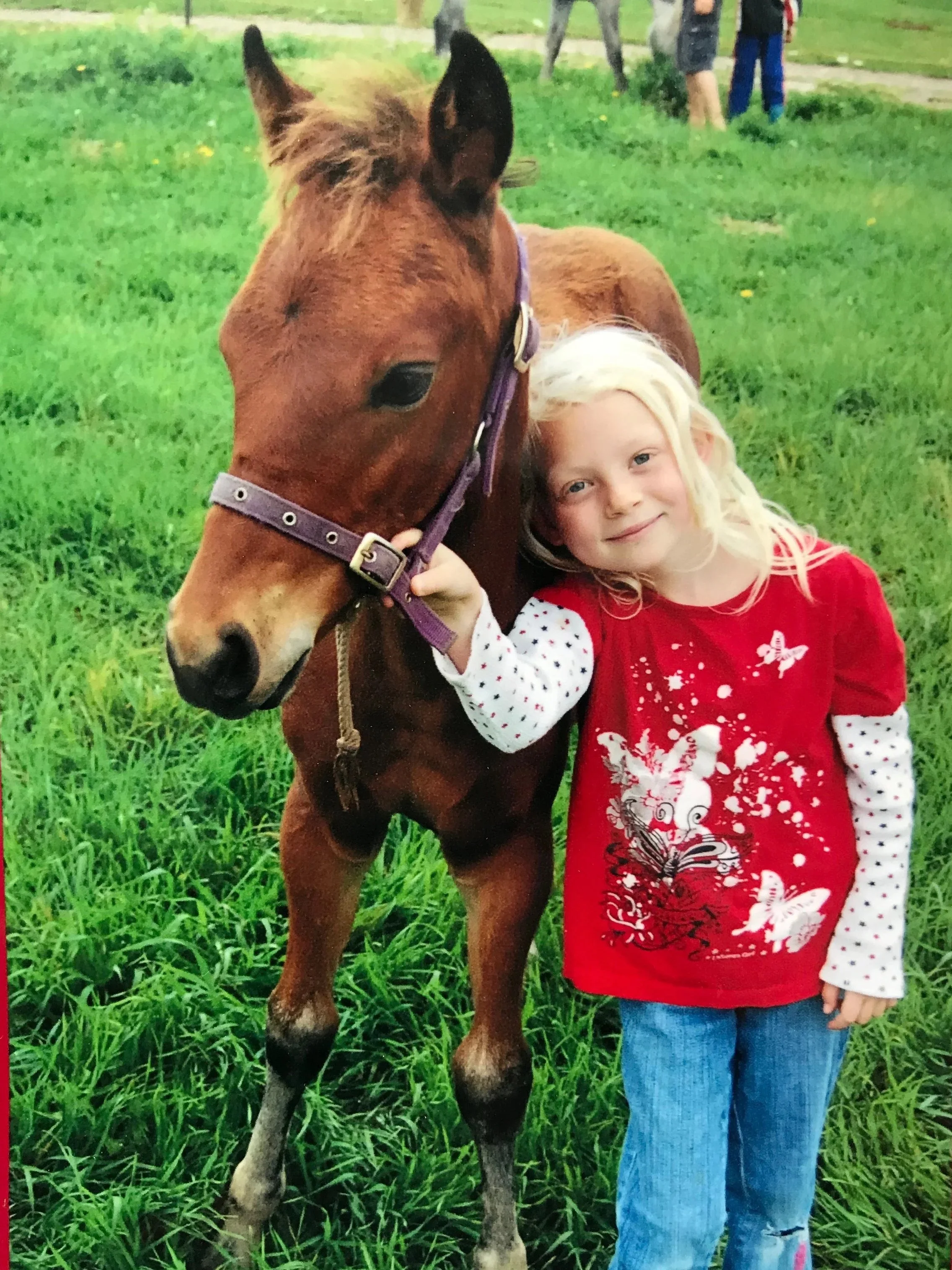 Homebred Connemara pony Bastian