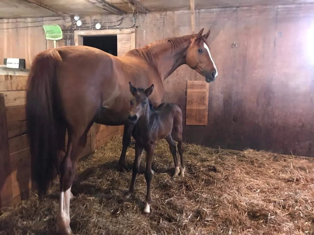 Sisu Homebred foal of 2019