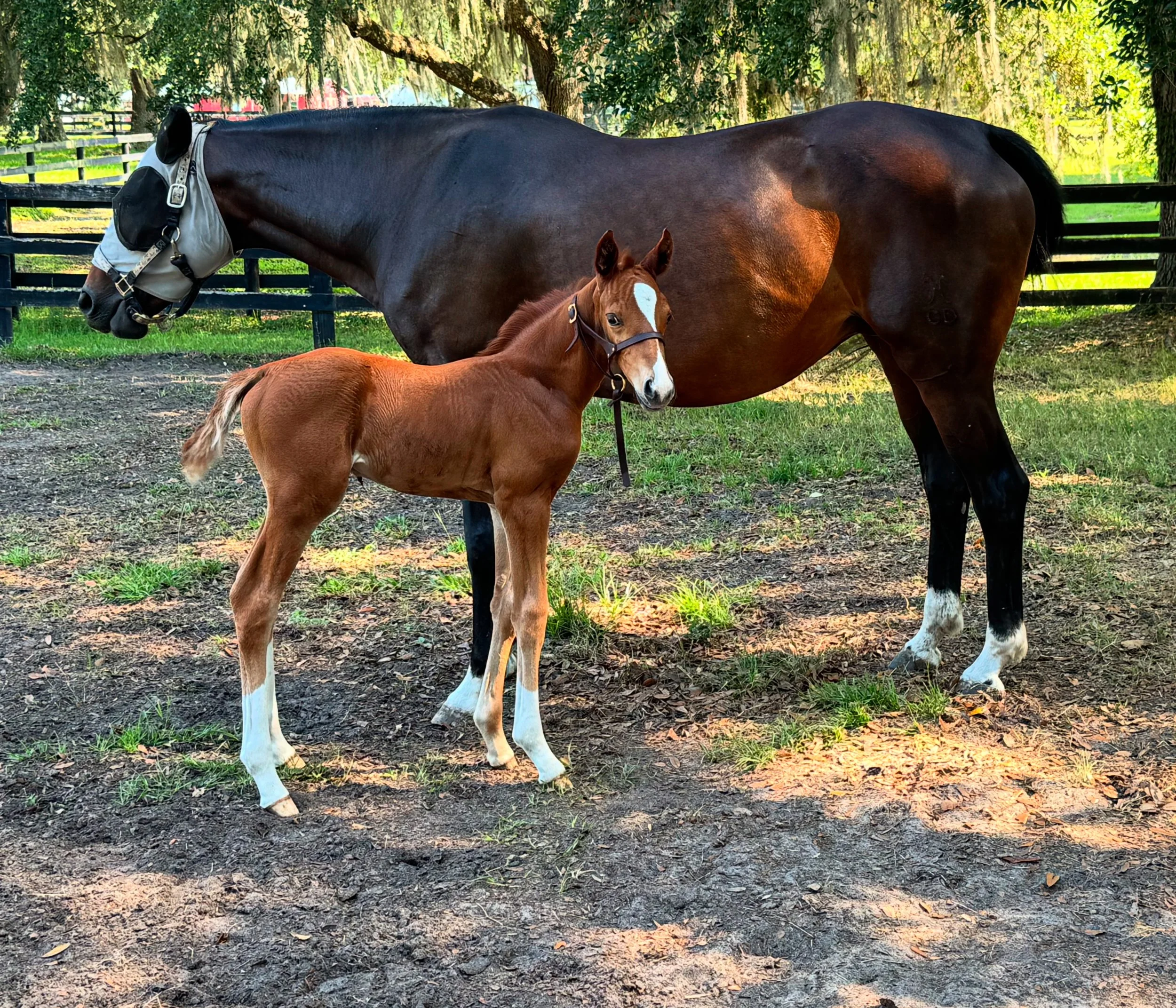 Regulus second generation homebred foal of 2025
