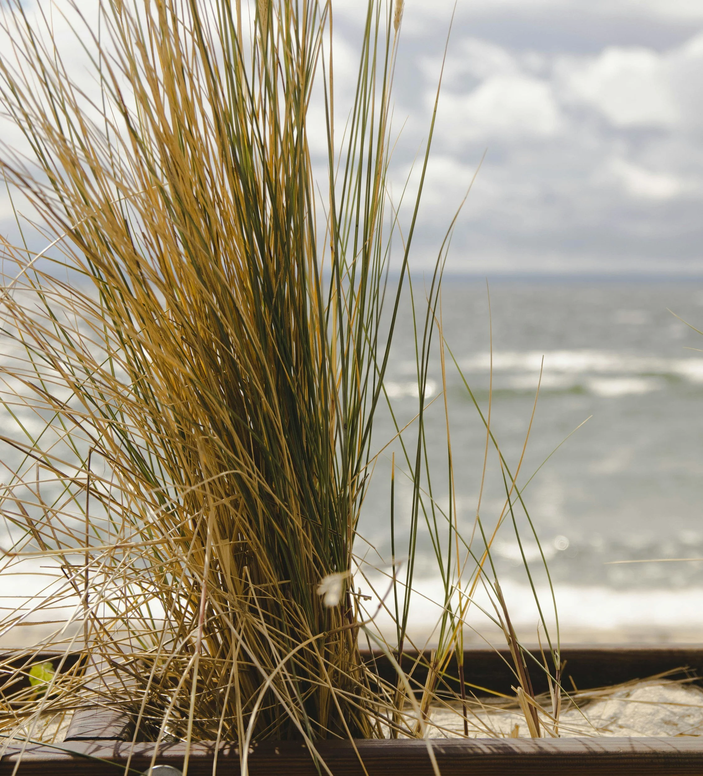 Nulife Support Coordination Support Coordinator Atherton Tablelands Cairns Malanda Mareeba