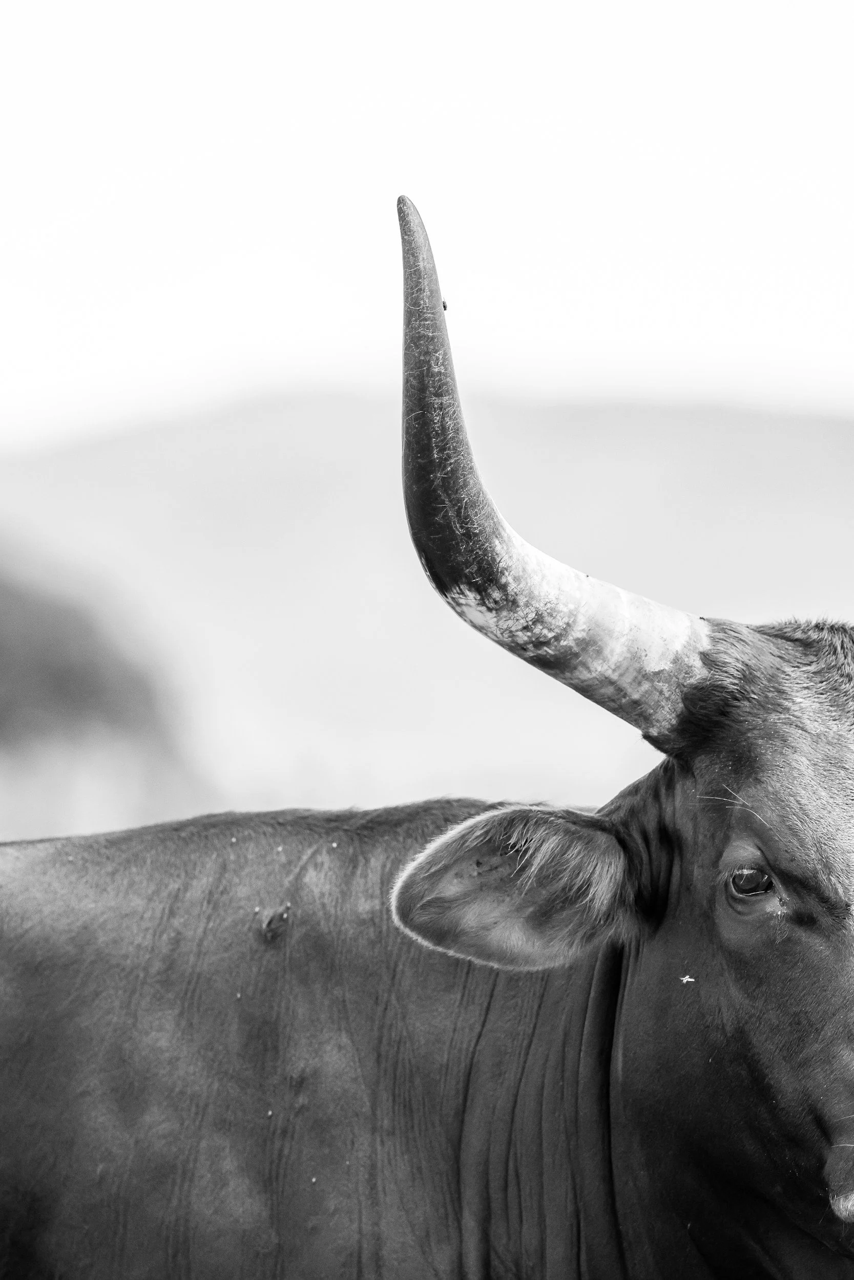 Black and white photograph of a cow's head with horns and long ears.