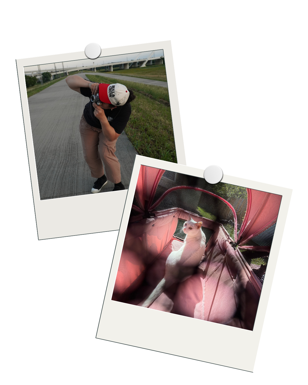 Two digital photo prints, one of a person outdoors on a sidewalk taking a photograph with a camera, the other of a white cat sitting inside a pink pet tent.