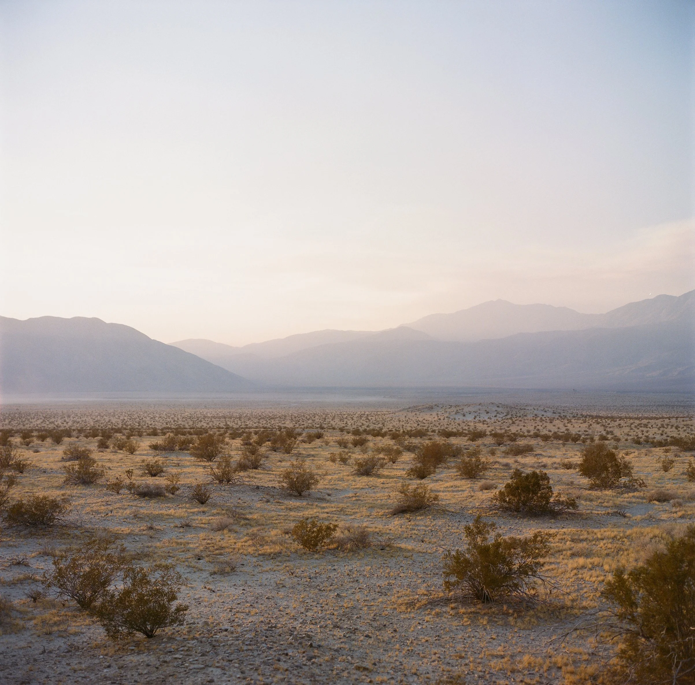 Desert landscape at sunset with sparse vegetation and distant mountains