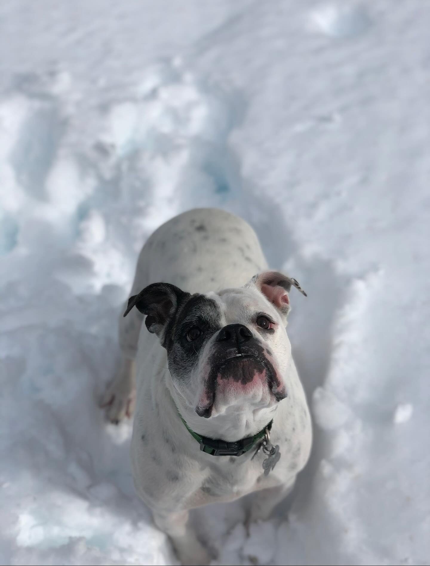 One year ago today we lost our dog, Sadie.

This morning after my first client call, I realized I didn&rsquo;t have the capacity to work the rest of the day.

So I&rsquo;m not.

We&rsquo;re taking a long walk instead and remembering her.

For a long 
