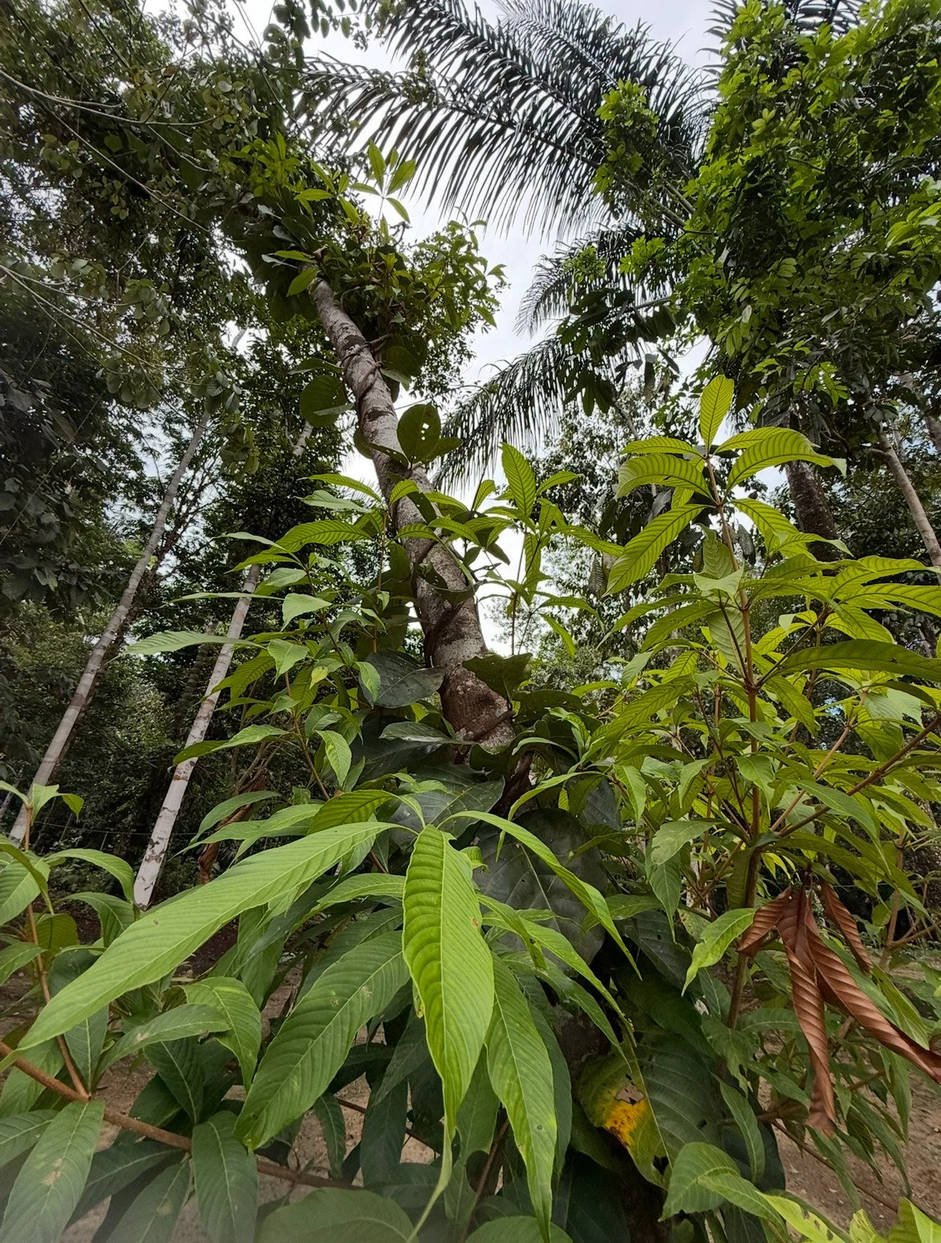 image_123650291 - 2026-01-13T133314.343.JPG