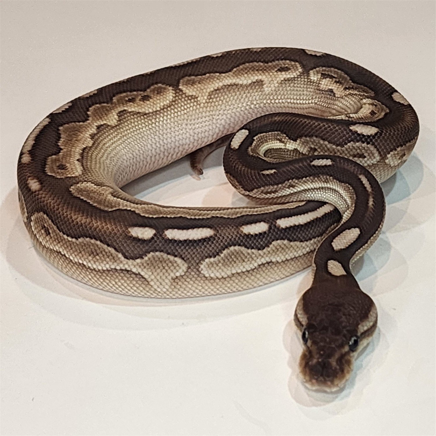 Snake (CM)