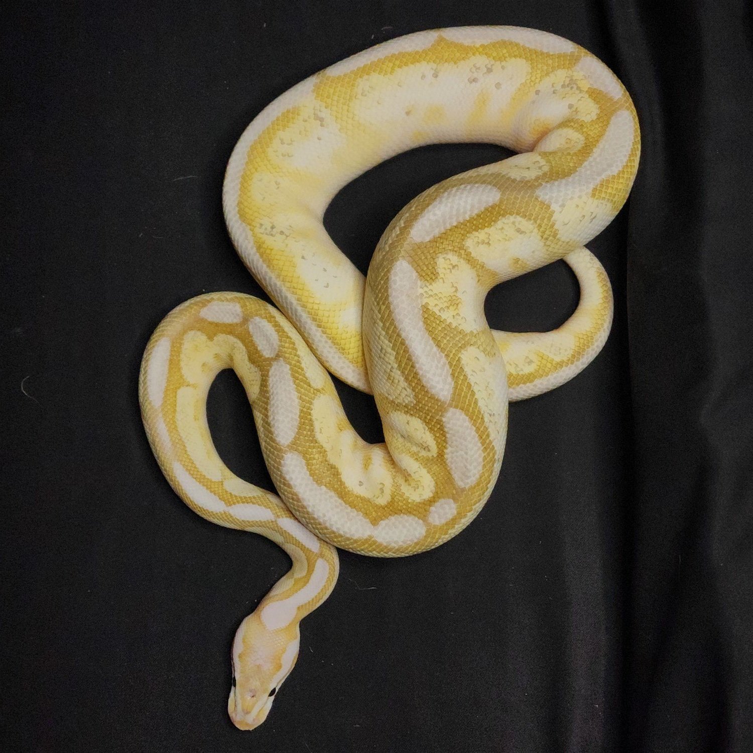 Snake (Dijon)