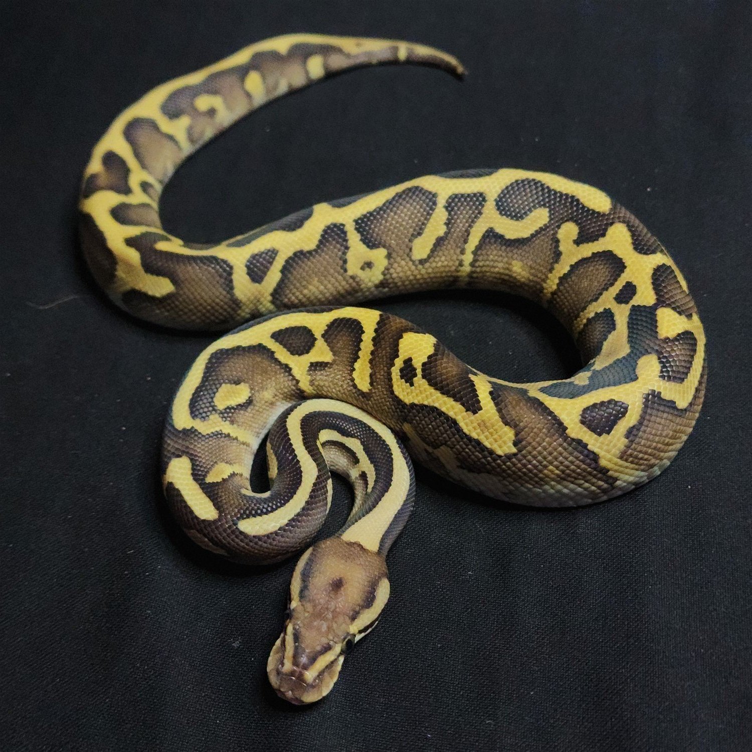 Snake (QD)
