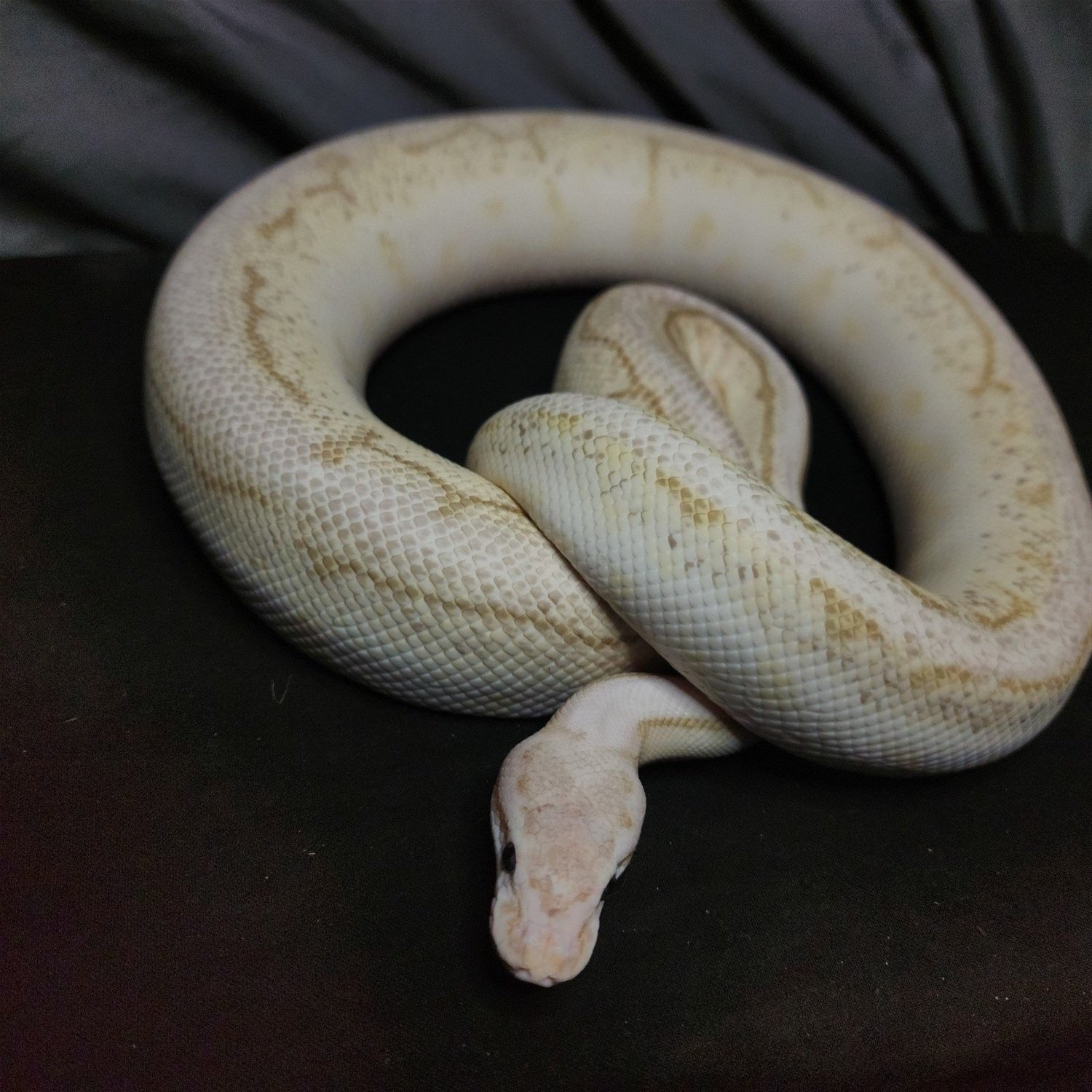 Obani+%288%29.jpg