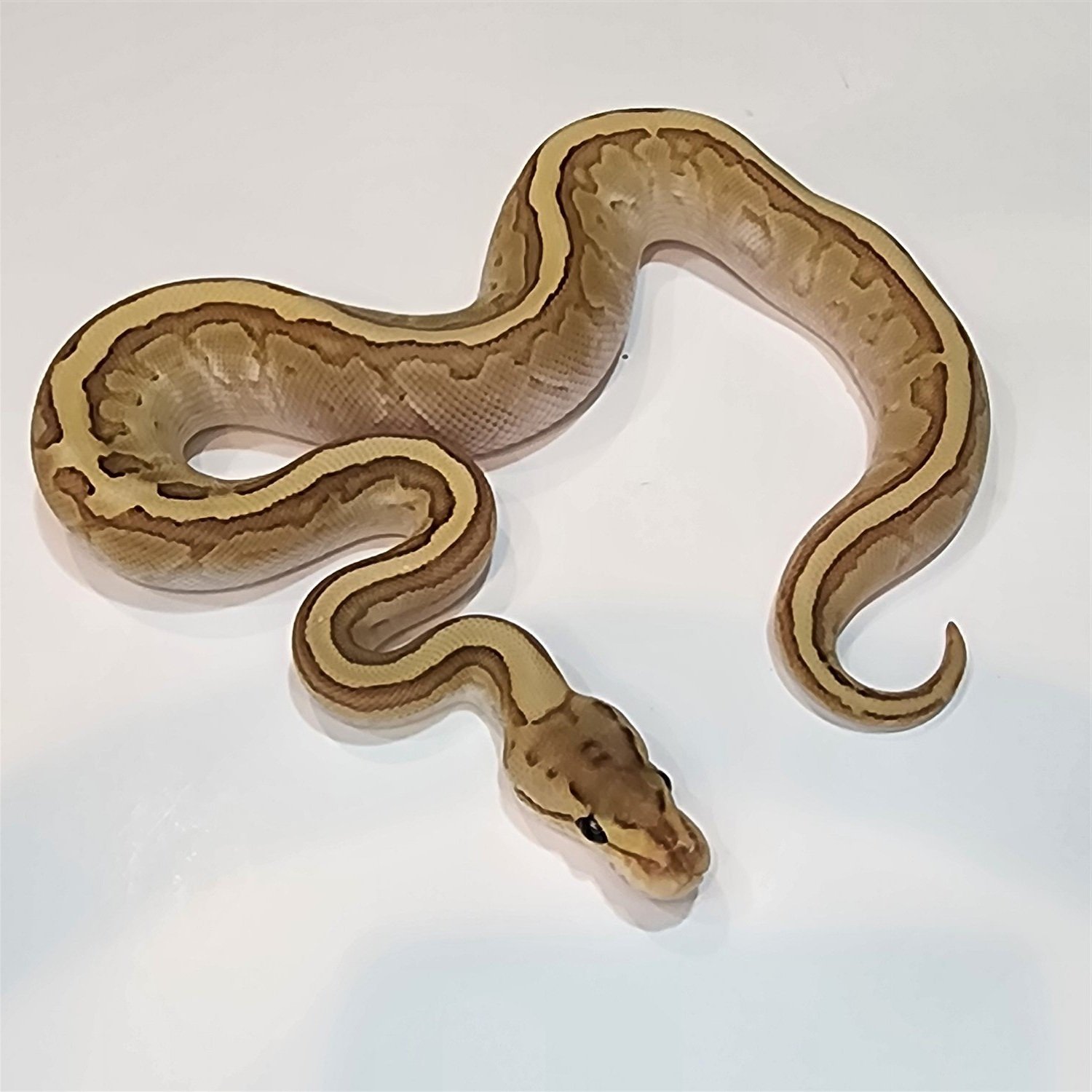 Snake (TD)