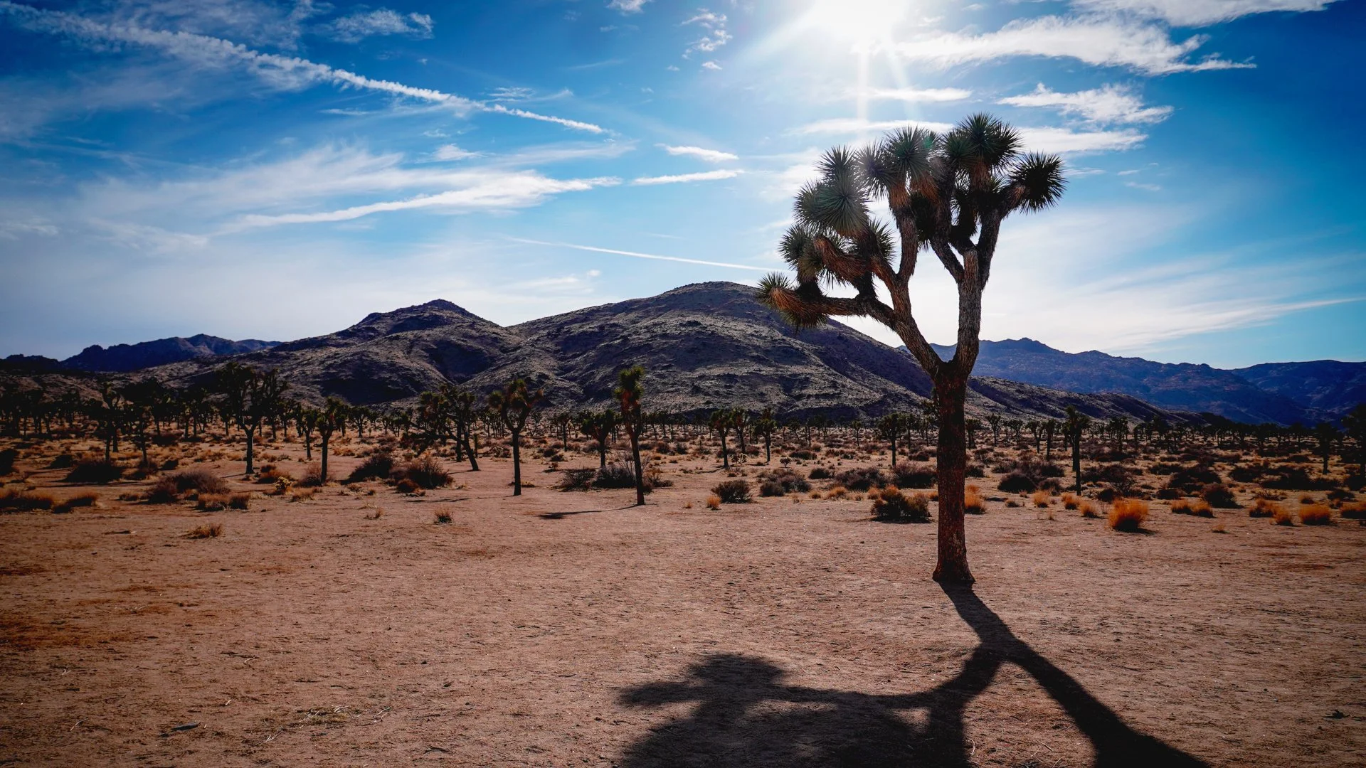 A desert landscape with a Joshua tree in the foreground, casting a shadow on the sandy ground. There are numerous Joshua trees scattered across the desert, with mountains in the background under a partly cloudy sky with the sun shining brightly.