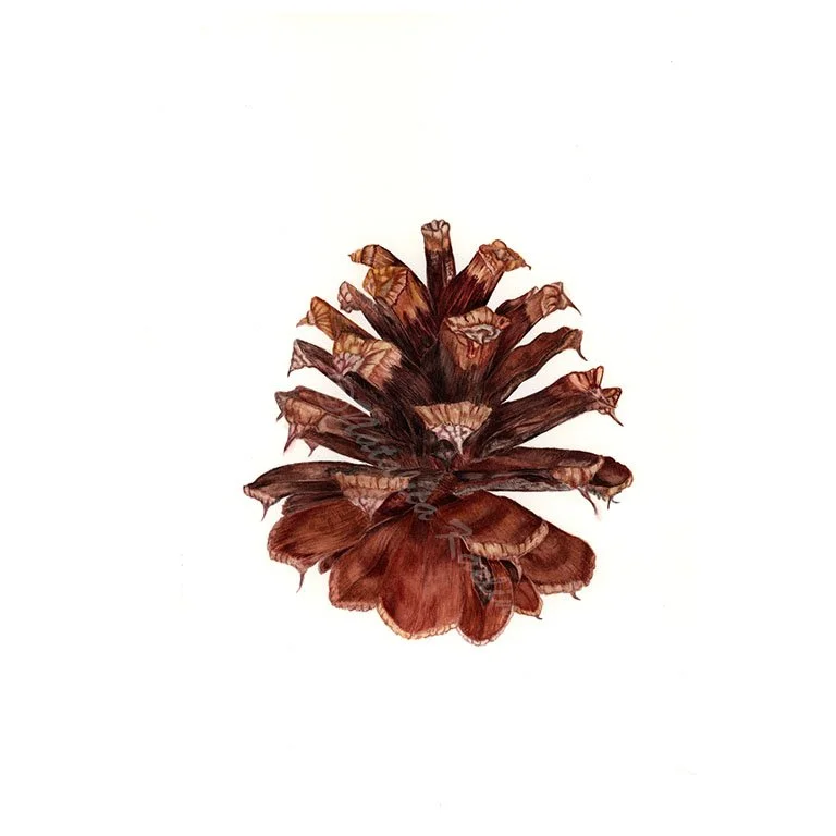 pine cone.jpg