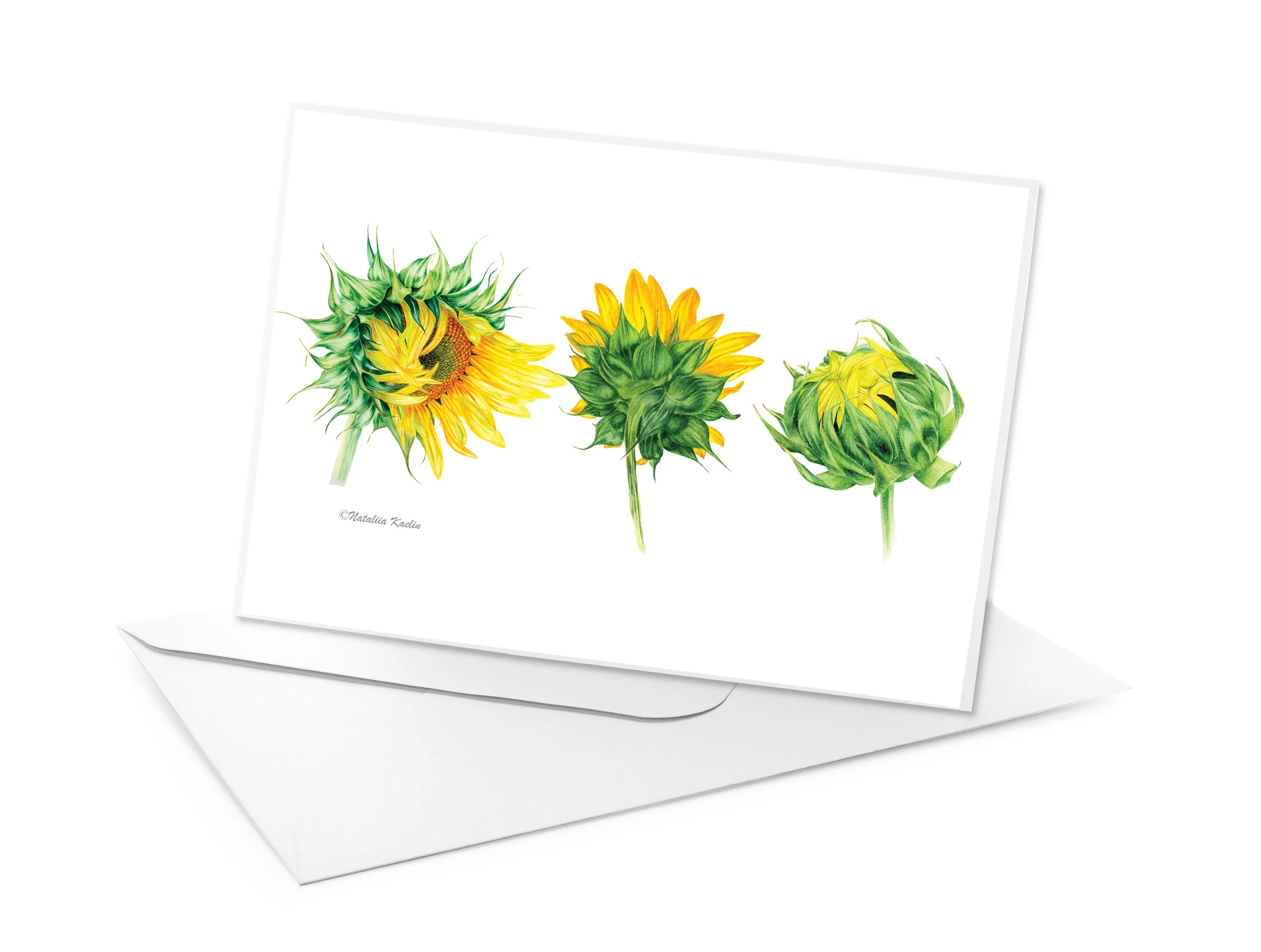 Sunflowers  - Watercolor Illustration - Greeting Card or Print