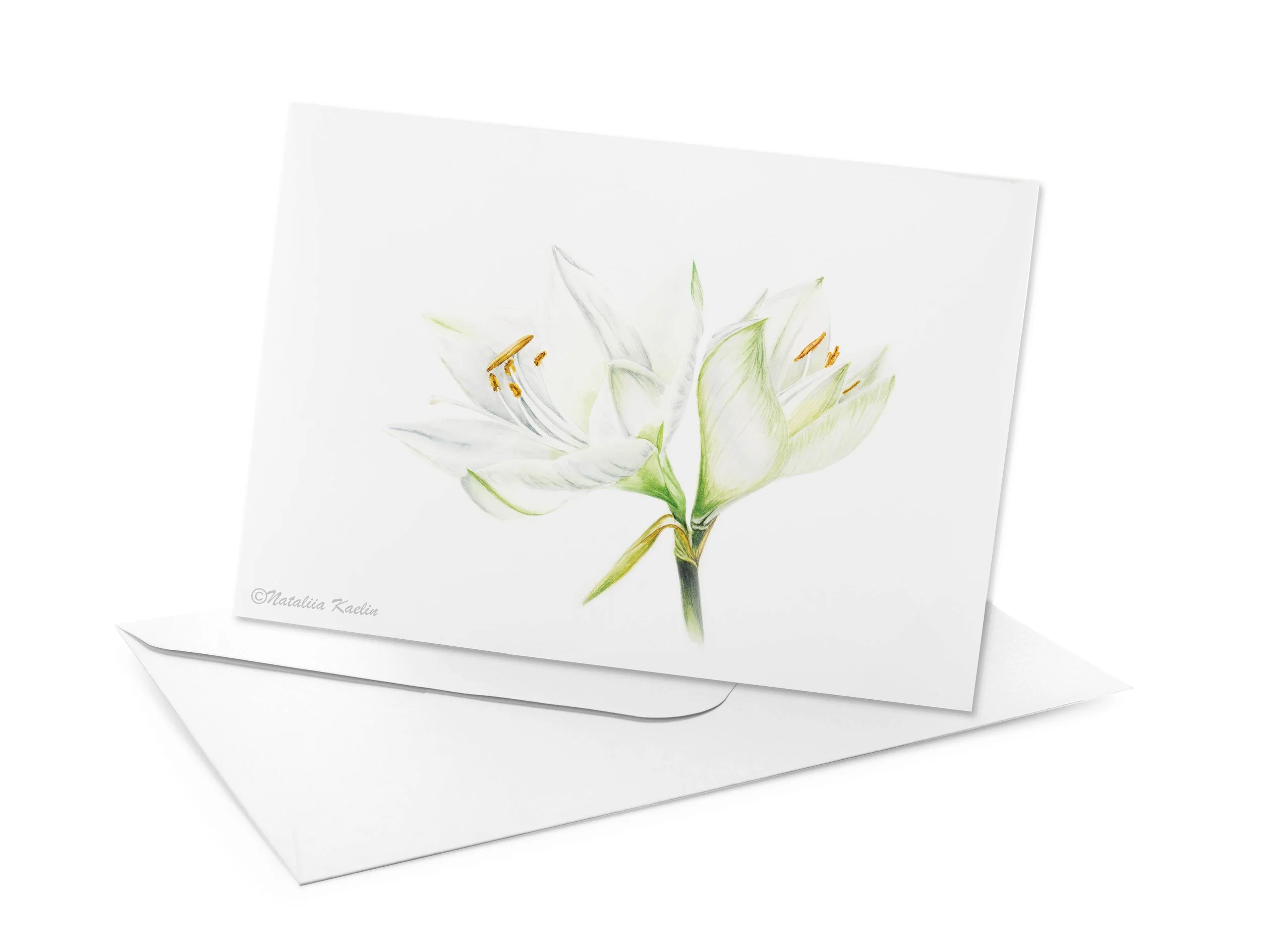 White Amaryllis