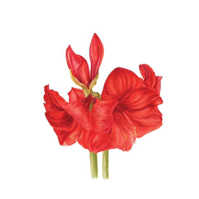 red amarylis.jpg