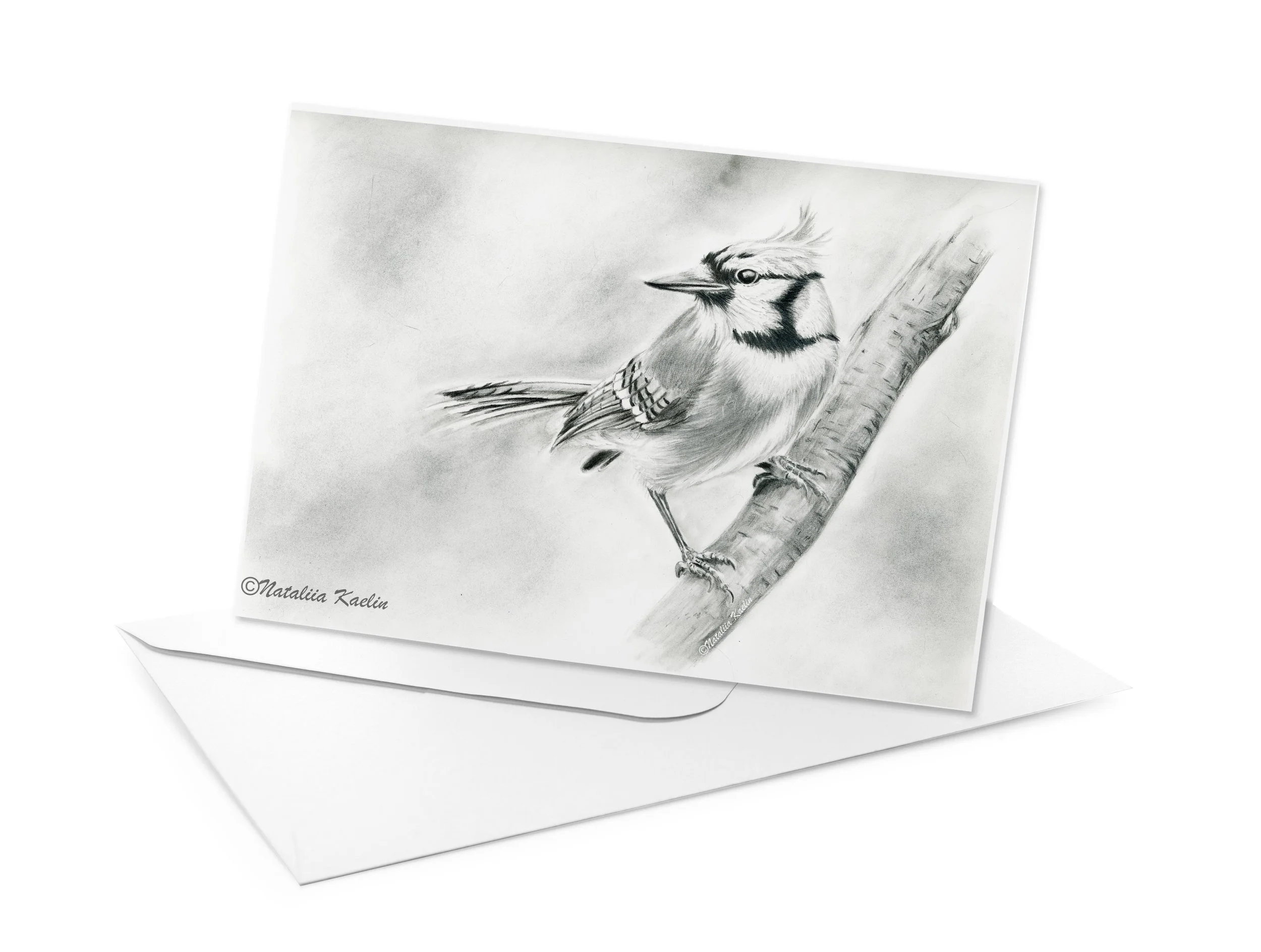 Blue Jay - Graphite Illustration - Greeting Card or Print