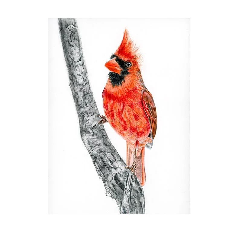 red cardinal.jpg