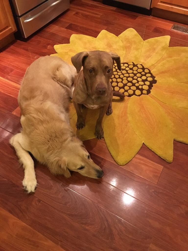 Two dogs on a hardwood floor; one lying down and the other sitting on a sunflower-shaped rug.