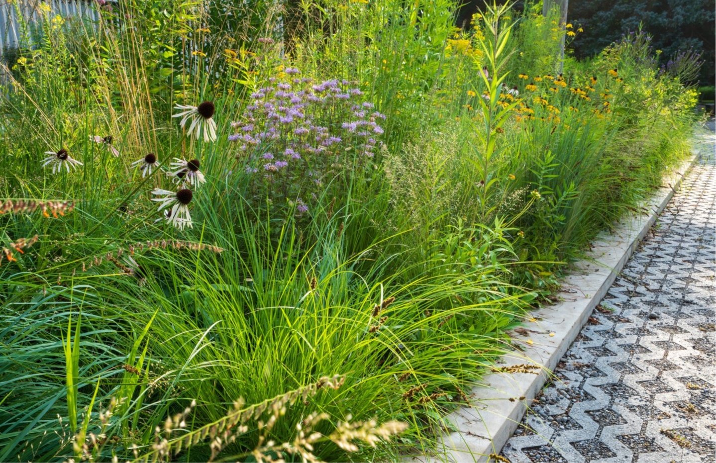 Native grasses and perennials planted along permeable paving in a Toronto streetscape garden
