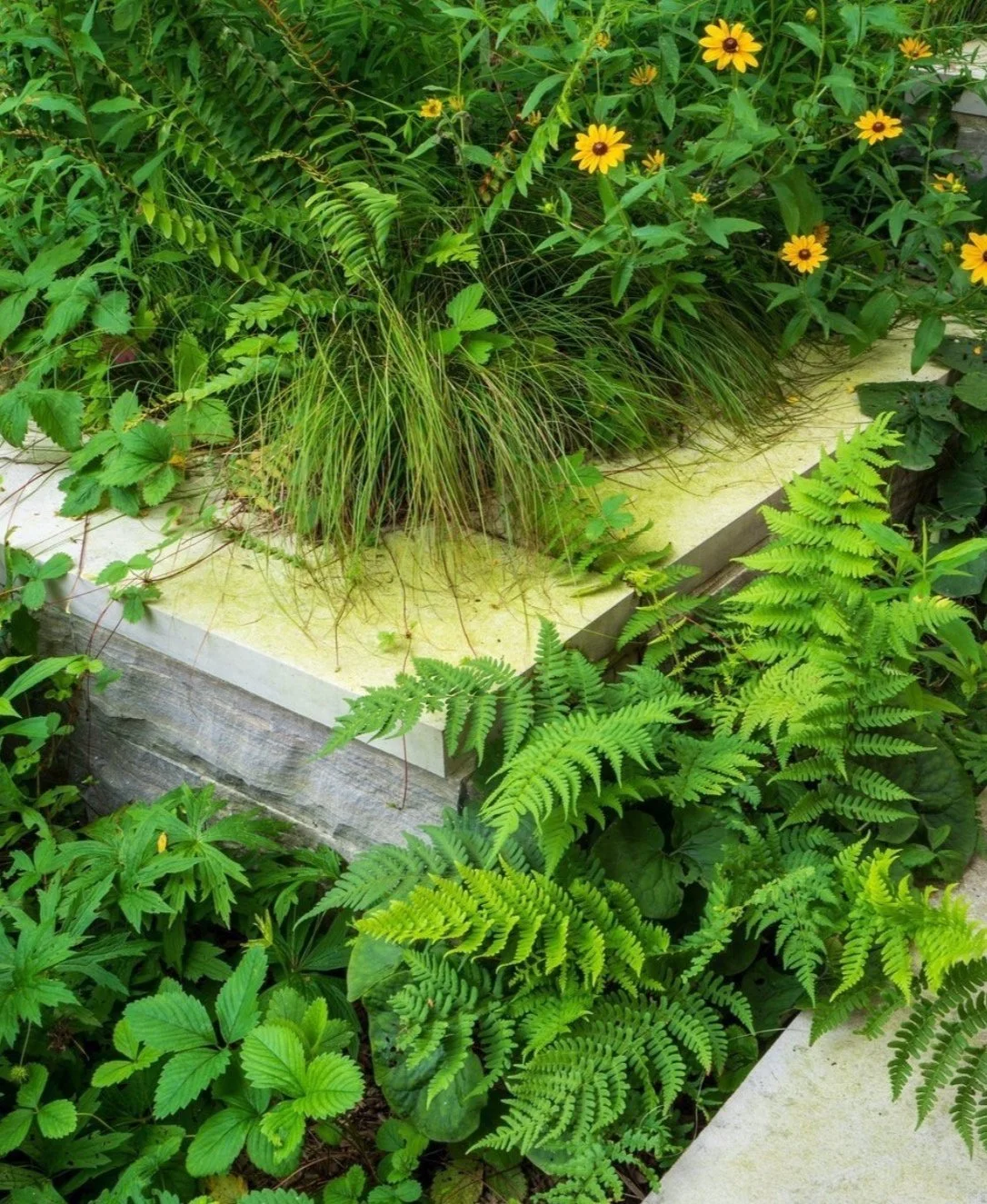 Native ferns and woodland perennials planted along a garden edge