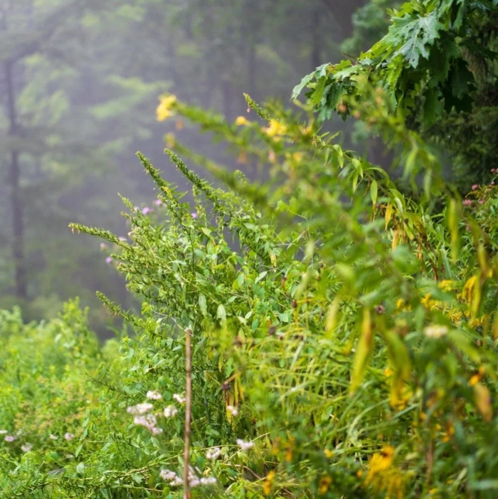 Meadow-style native planting with grasses and flowering perennials in early morning mist