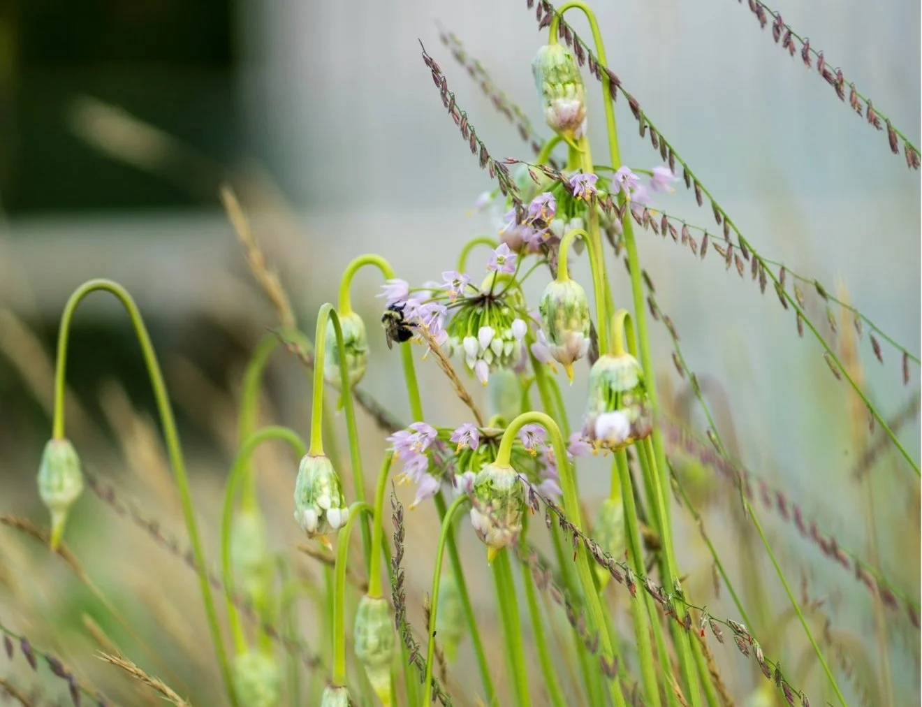 Native allium flowers with a bumblebee foraging among pale pink blooms