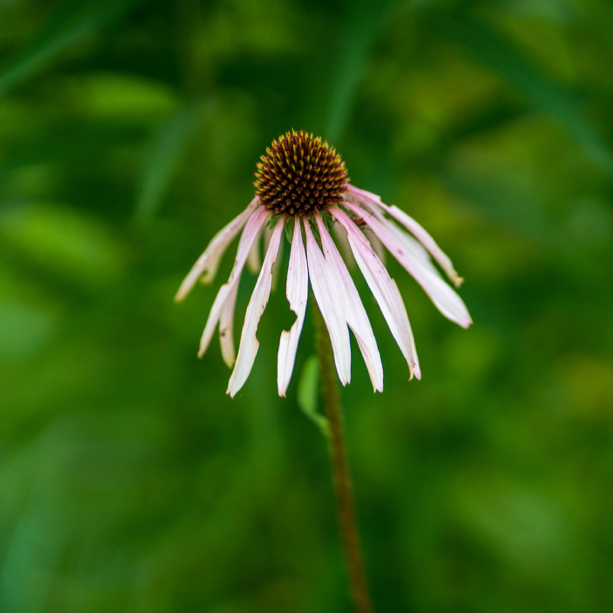Pale purple coneflower growing in a native perennial planting