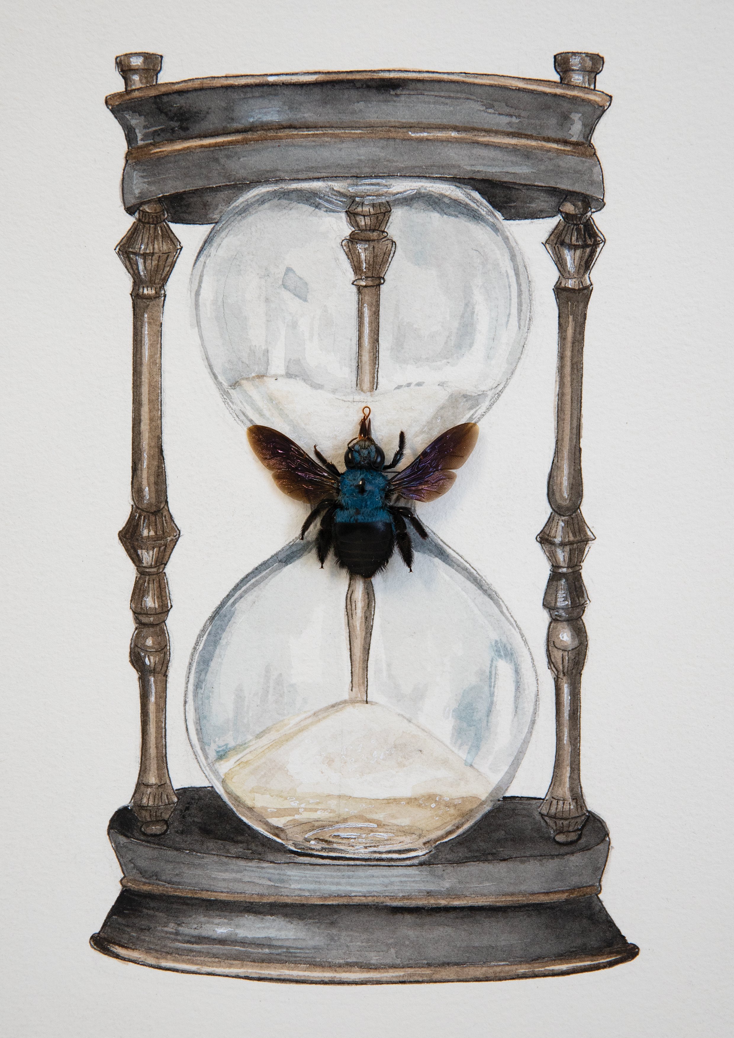 TIMEPIECE (2026) |
8" H x 6" W |
Watercolour on Paper + Blue Carpenter Bee

