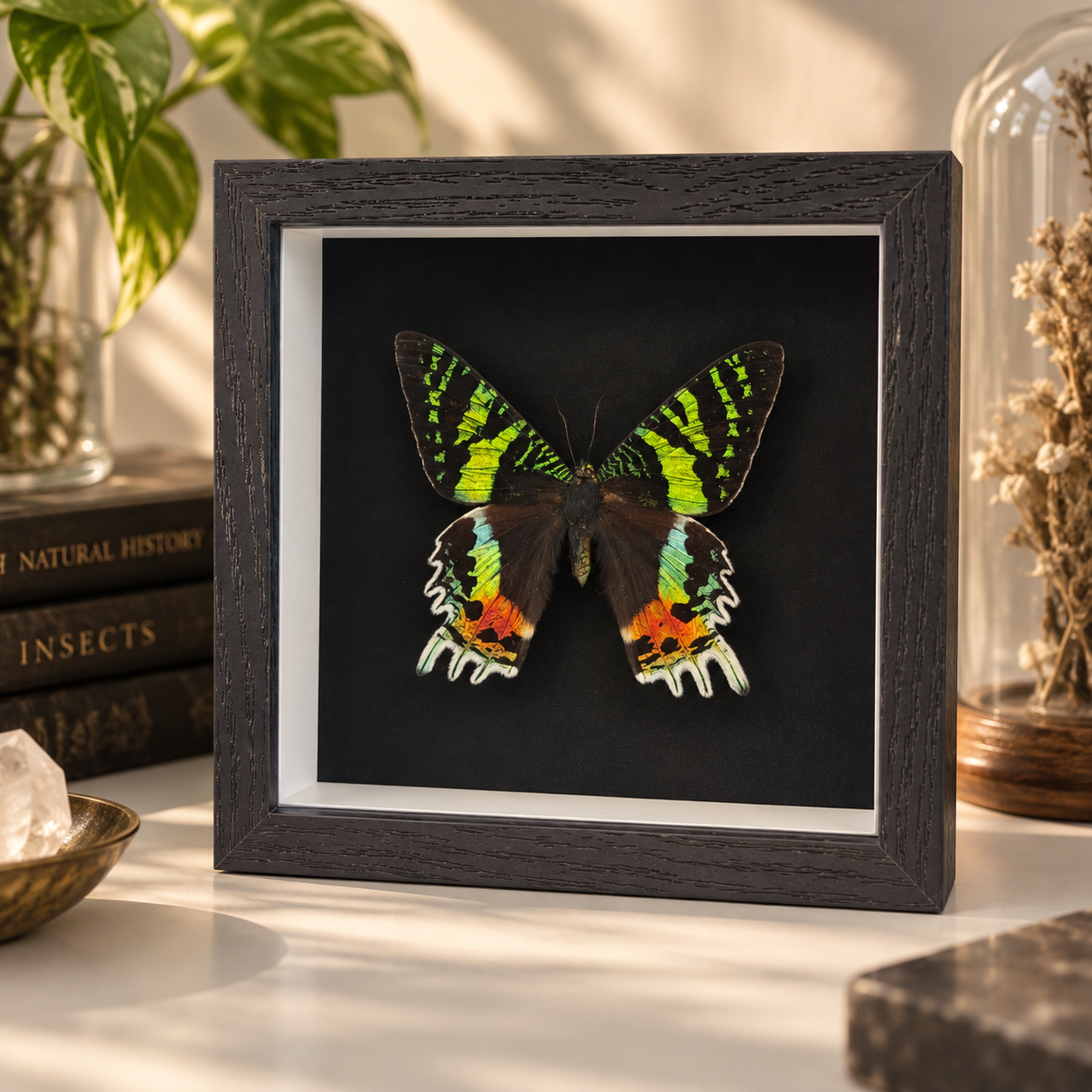 MOTH (2026) |
12.7cm H x 12.7cm W |
Madagascan Sunset Moth