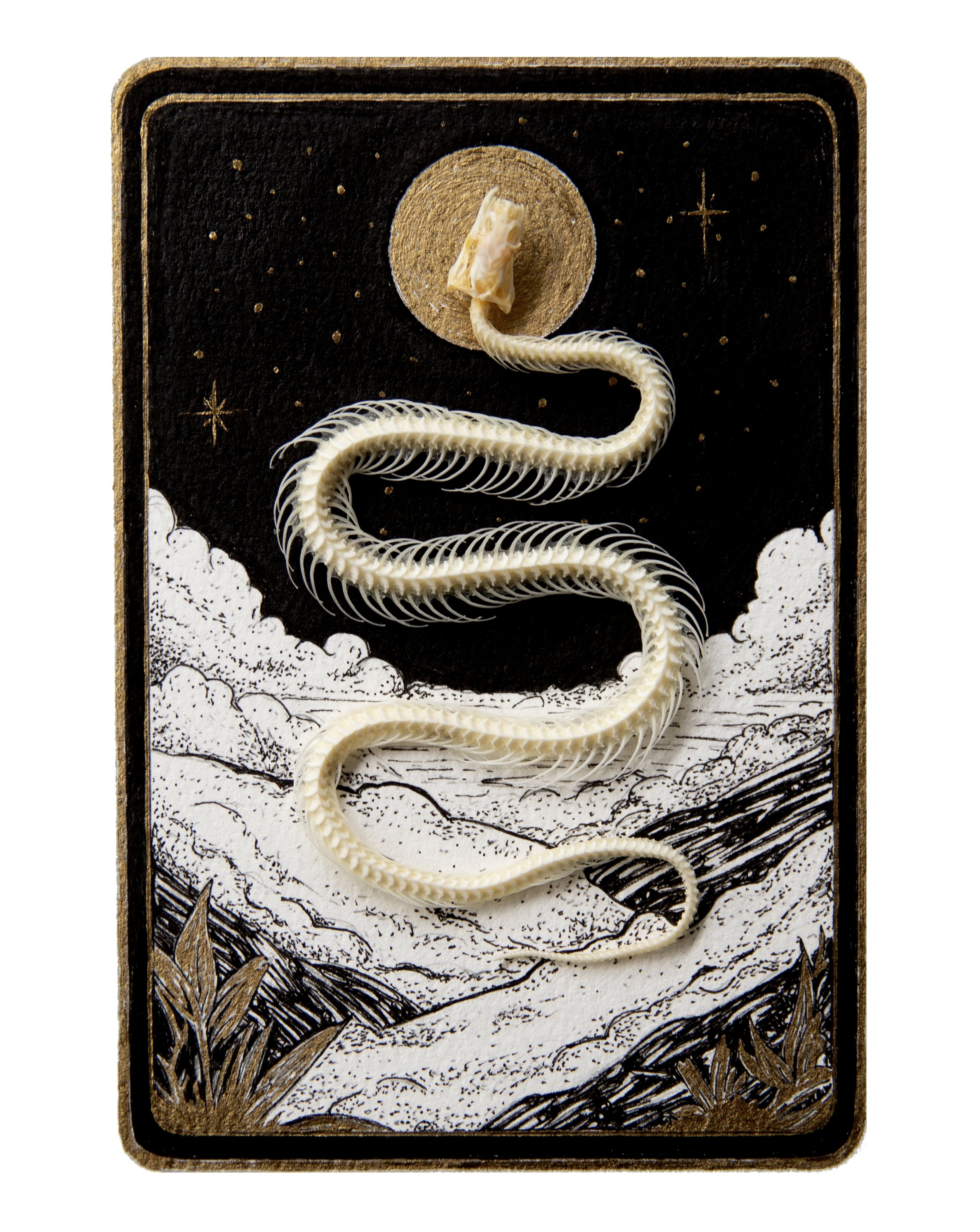 ASCENSION (2025) |
8" H x 6" W |
Ink on Paper + Snake Skeleton