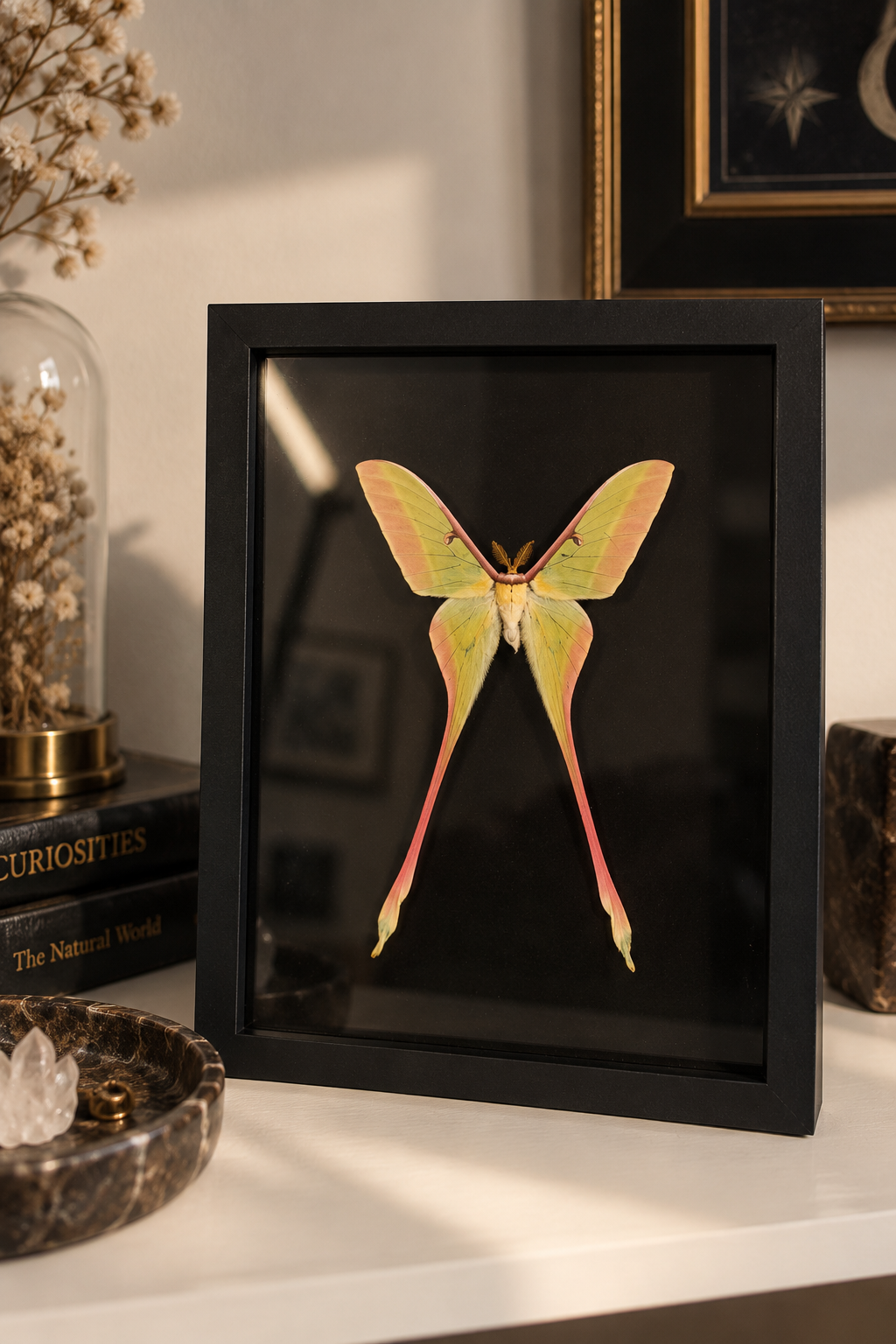 MOTH (2026) |
8" H x 6" W |
Chinese Moon Moth